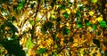 Yellow And Green Leaves Lit By The Sun Rays. Colorful Background. Autumn Golden Foliage.