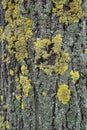 Yellow and grey green lichen on bark of maple tree Royalty Free Stock Photo