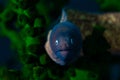 A yellow grey juvenile moray eel stares at the camera