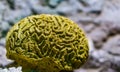 Yellow grooved brain coral in closeup, marine life background, popular decorative pet in aquaculture, invertebrate specie from the Royalty Free Stock Photo