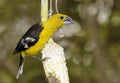 Yellow Grosbeak Royalty Free Stock Photo