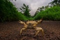 Yellow ground crab in defensive posture Royalty Free Stock Photo