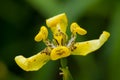 Yellow ground orchid.