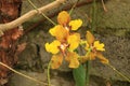 Yellow ground Orchid