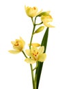 Yellow ground orchids flower isolated on white. Royalty Free Stock Photo