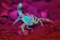 Yellow Ground Scorpion (Vaejovis confusus) under black light Royalty Free Stock Photo