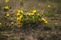 Yellow Growing Flowers