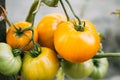 Yellow Growing Organic Tomato. Homegrown Tomatoes In Vegetable Garden Royalty Free Stock Photo