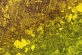 Yellow grunge vintage moss on wall texture - wonderful abstract photo background