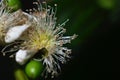 Yellow guava and its fruits flower macro photo