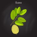 Yellow guava Psidium guajava , tropical fruit