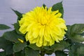 Yellow Guldavari Flower plant, a herbaceous perennial plants. It is a sun loving plant Blooms in early spring to late summer. A