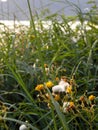 Yellow gum weed flowers and beach grass Royalty Free Stock Photo