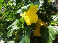 Yellow gumamela flower on a sunny day Royalty Free Stock Photo