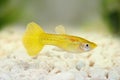 Yellow Guppy Poecilia reticulate aquarium rainbow fish Royalty Free Stock Photo