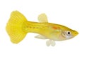 Yellow Guppy Poecilia reticulate aquarium rainbow fish Royalty Free Stock Photo