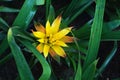 Yellow Guzmania lingulata in green leaves, top view Royalty Free Stock Photo