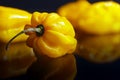 Yellow habanero pepper