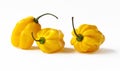 Yellow habanero peppers