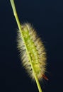 Yellow hairy caterpillar on cereal culm