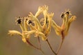 Yellow hairy flower of Kangaroo Paw with blurred background Royalty Free Stock Photo