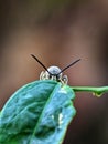 Scoliidae wasp, Yellow Hairy Flower Wasp