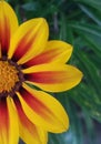 Yellow half simple flower Gazania Rigens - closeup