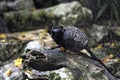 A yellow handed tamarin on a tree