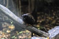 A yellow handed tamarin on a tree