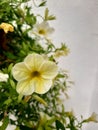 Yellow hanging petunia flower