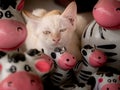 Yellow Happy Kitten Sitting Together with the Zebra Family Doll Royalty Free Stock Photo