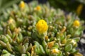 Yellow Hardy Ice Plant