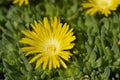 Yellow Hardy Ice Plant