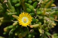 Yellow Hardy Ice Plant