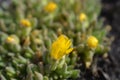 Yellow Hardy Ice Plant