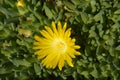 Yellow Hardy Ice Plant