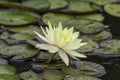 Yellow Hardy Water Lily flower in a pond rising above lily pads