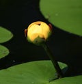 Yellow Hardy Water Lily