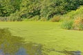 yellow Harmful algal bloom at small pond shoreline in Summer