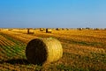 Yellow harvested wheat ballots in field Royalty Free Stock Photo