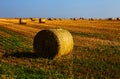 Yellow harvested wheat ballots in field Royalty Free Stock Photo