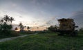 Yellow harvestor in the Malays rural kampung