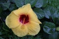 Yellow Hawaiian hibicus flower and droplets.