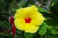 Yellow Hawaiian hibiscus, Moir Gardens, Kauai, Hawaii, USA