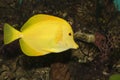 Yellow Hawaiian Tang in Aqaurium Royalty Free Stock Photo