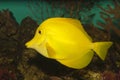 Yellow Hawaiian Tang (Zebrasoma flavescens) Royalty Free Stock Photo