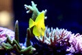 The yellow Hawaiian tang - Zebrasoma flavescens Royalty Free Stock Photo