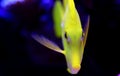 The yellow Hawaiian tang - Zebrasoma flavescens Royalty Free Stock Photo