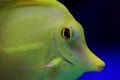 The yellow Hawaiian tang - Zebrasoma flavescens Royalty Free Stock Photo