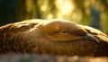 Yellow hawk perching on branch, close up of beautiful animal eye generated by AI